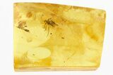 Fossil True Bug (Heteroptera) In Baltic Amber #292486-1